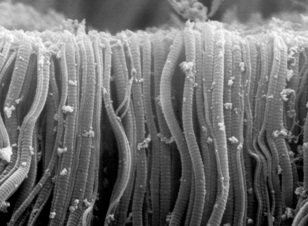 Close-up microscopic view of a plant stem