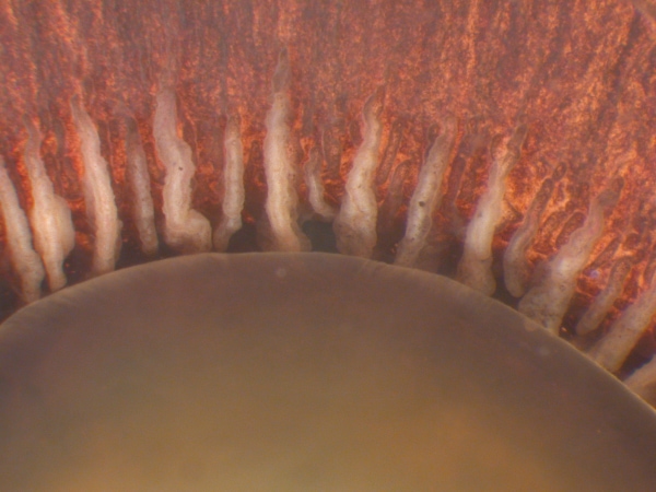 microscopic image 