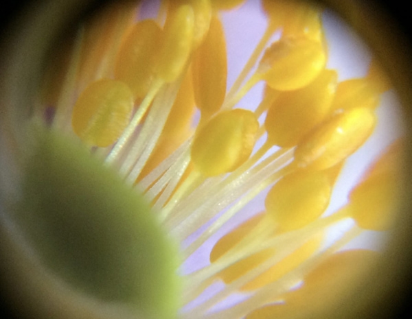 micro photo